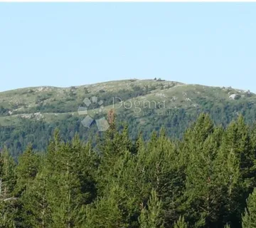 Šuma u Brod Moravicama - Brod Moravice