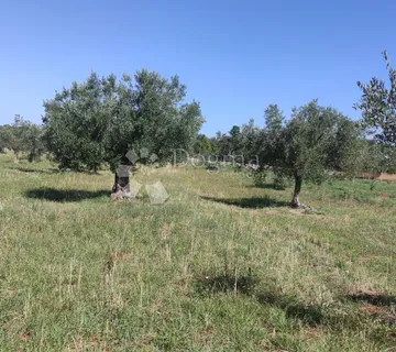 Poljoprivredno zemljište - maslinik 950 m od mora - Peroj, Vodnjan