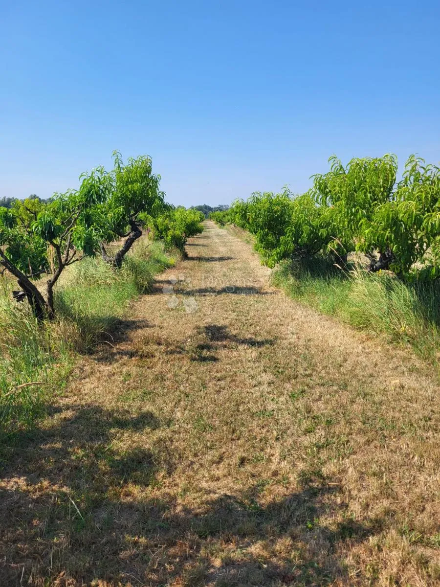 Investicija u ekološku proizvodnju - raj za voćare - cover