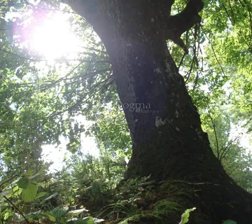 PRILIKA ZA ULAGANJE – 11.383 m² KVALITETNE ŠUME - Birovača, Donji Lapac
