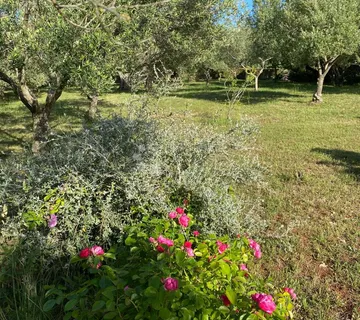 Vaš privatni dašak Mediterana nadomak centra Peroja i plaže - Peroj, Vodnjan