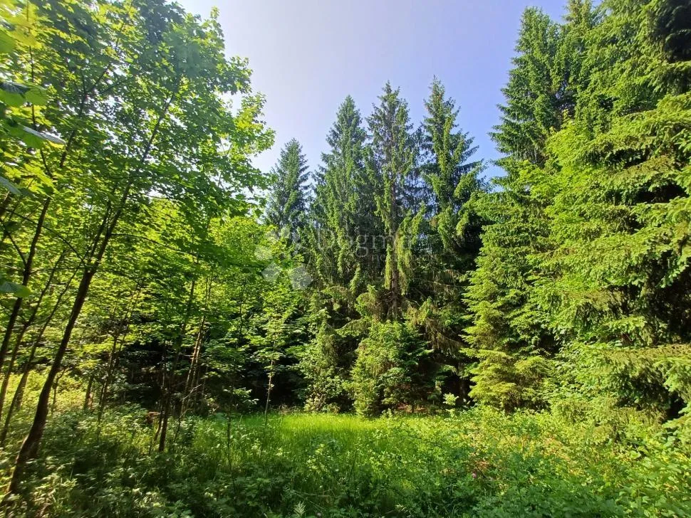Fotografija