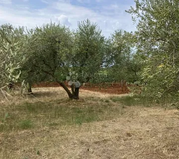 Kaštelir maslinik - cover