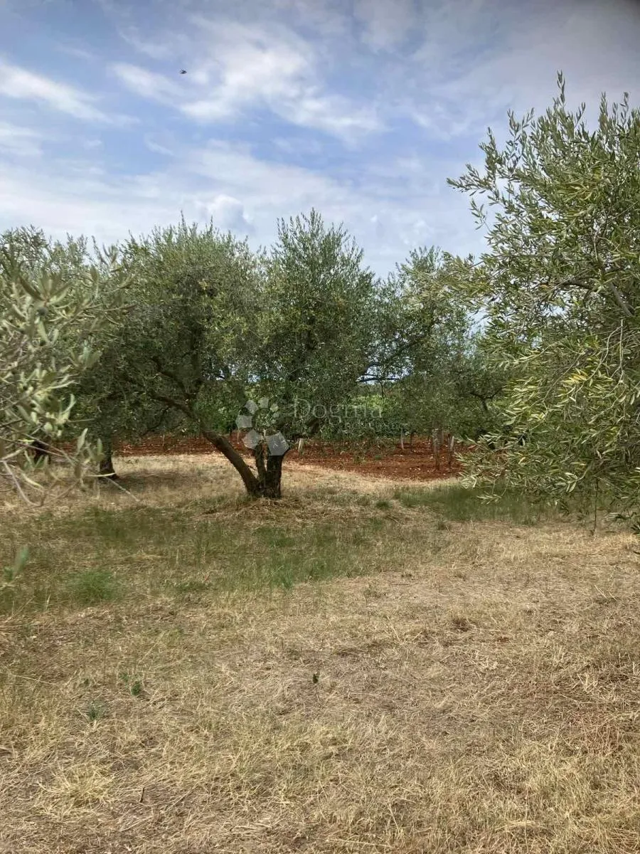 Fotografija