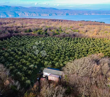Otok Krk prekrasno imanje  maslinik sa kućom - cover