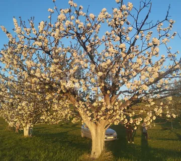 SUPER PRILIKA: nasade oraha i trešanja — odlična investicija! - cover