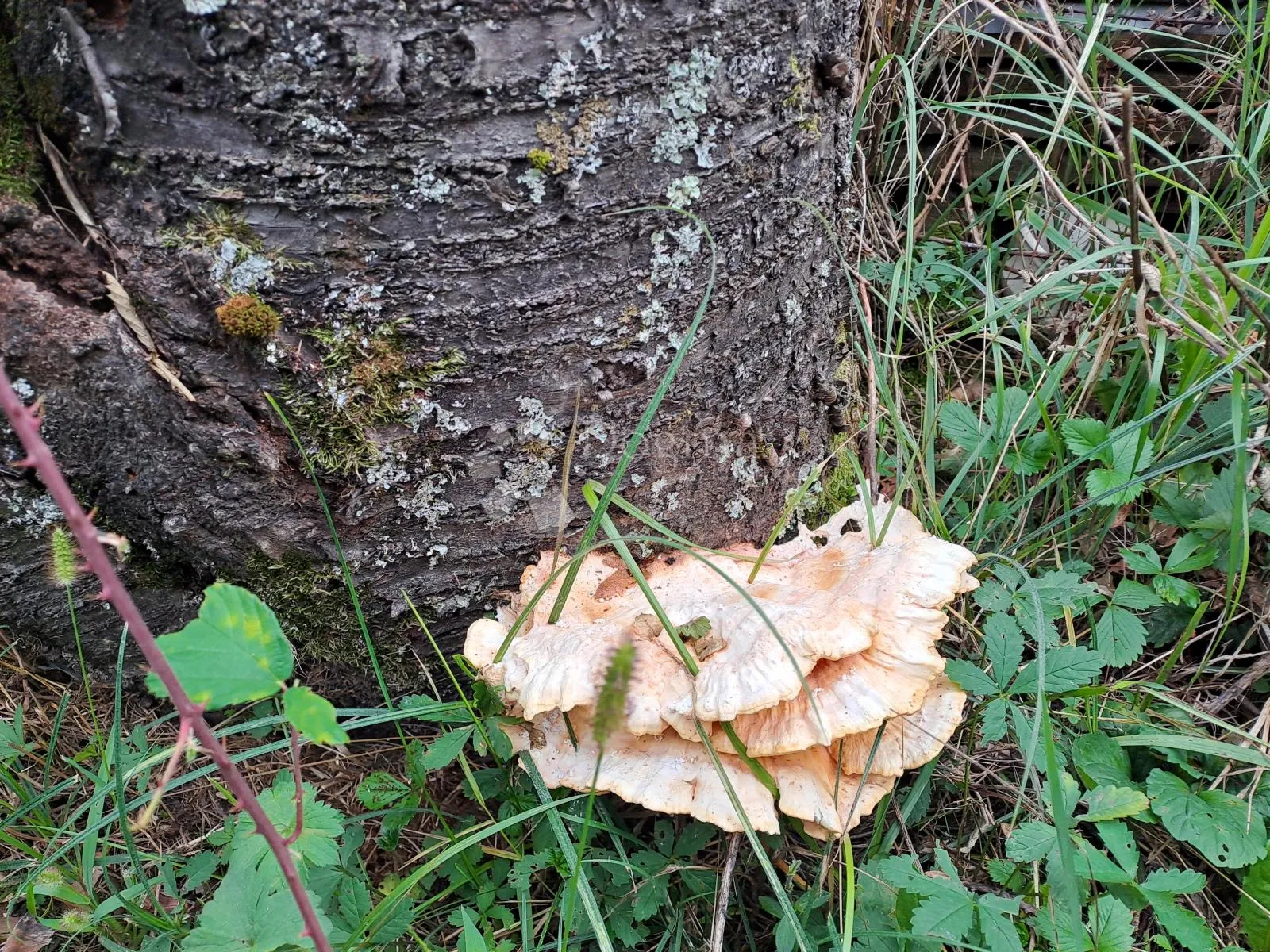 Maxi površina, mini cijena - cover