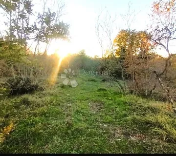 Šuma i oranica Bale - cover