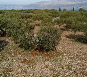 Postira, 8273 m2, uređeni maslinik, asfaltirana cesta, blizina mora - cover