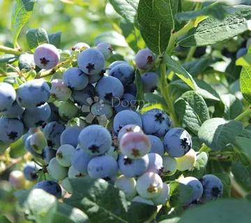 INVESTICIJSKA BOMBA – Uhodana plantaža borovnica s brzim povratom - cover