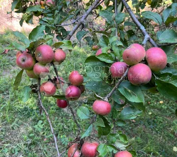 Klijet s vinogradom i voćnjakom, 3814m2 - cover