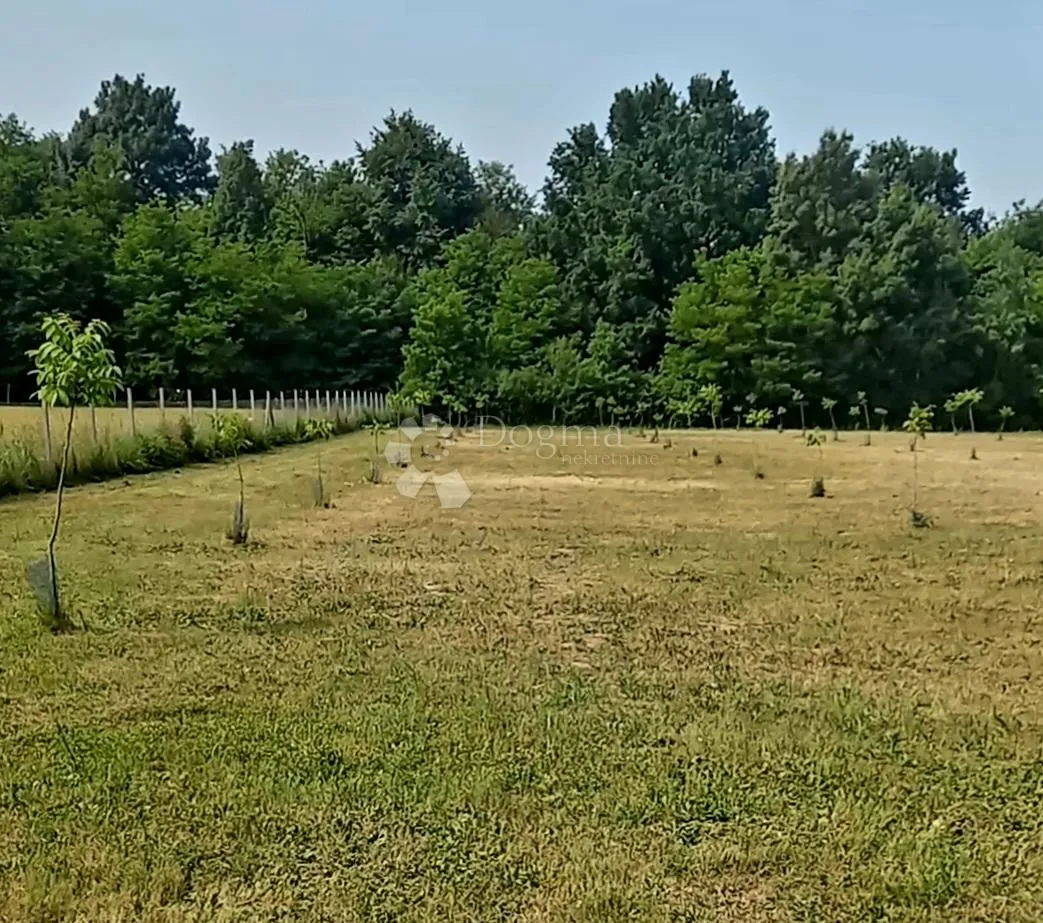 Ograđeno zemljište s mladim orahom – 1.5 ha - cover