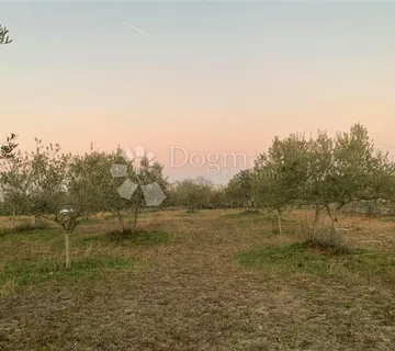BALE – maslinik i šuma 3 km od mora  - cover
