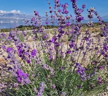 Donji Humac, zemljište za izgradnju OPG-a, 12555 m2, pogled - cover