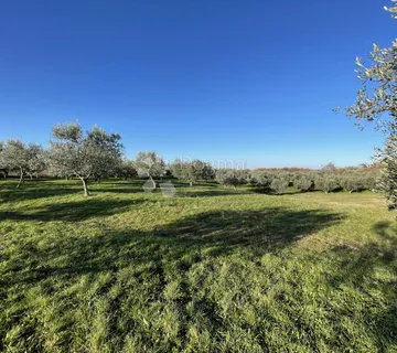 ZEMLJIŠTE OKRUŽENO MASLINIKOM, BUJE OKOLICA - cover