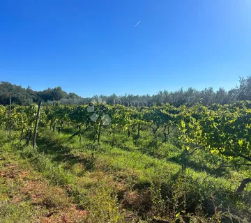 VINOGRAD S ISTARSKOM MALVAZIJOM -Galižana - cover