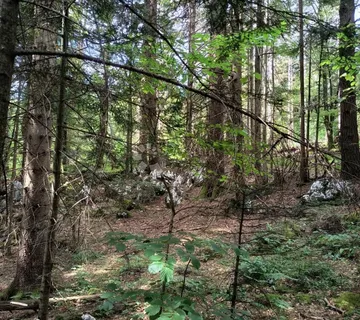 Šuma na Plitvicama - cover