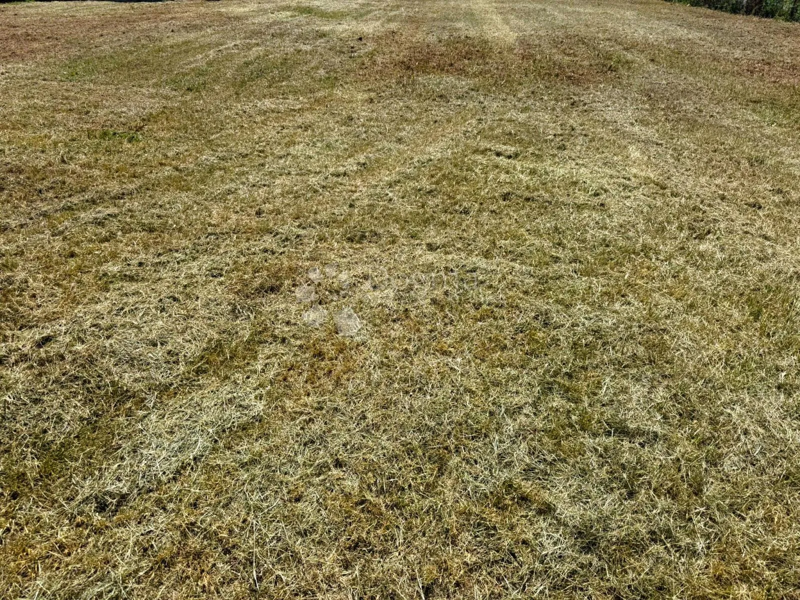 Fotografija
