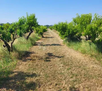 Investicija u ekološku proizvodnju - raj za voćare - cover