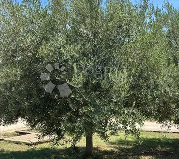 Kuća za život ili odmor na prekrasnom mjestu u Istri blizu mora - cover