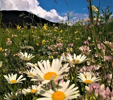 Poljoprivredno zemljište s potencijalom - cover