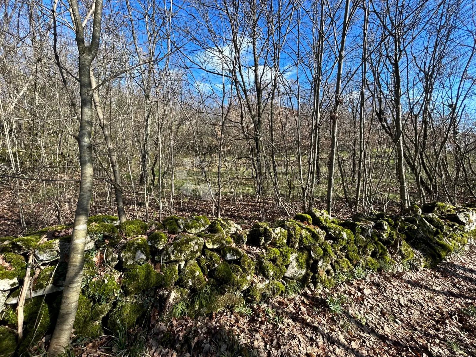 Fotografija