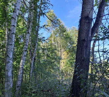 Šumica uz potočić - cover