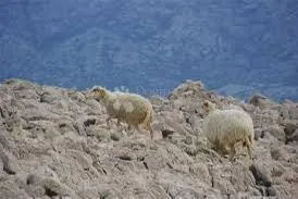 Prodaja Poljoprivrednog Zemljišta na Otoku Pagu, Povljana - cover
