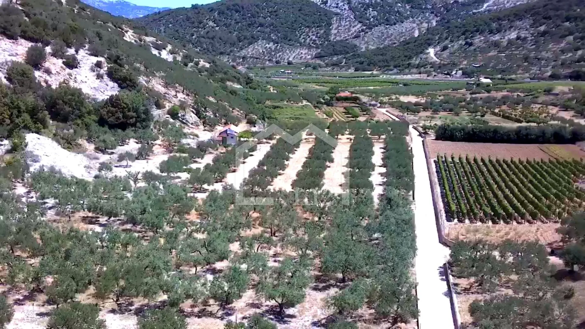 Maslinik, DOL, Brač - cover