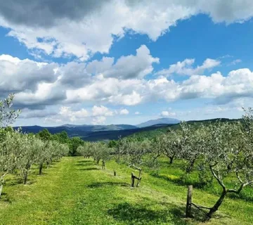 TAR-MASLINIK NA PRODAJI SA 175 MASLINA - cover