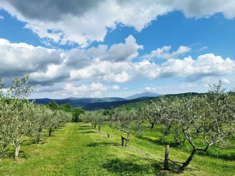 TAR-MASLINIK NA PRODAJI SA 175 MASLINA - cover
