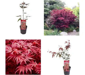 ACER PAL. “Atropurpureum” - cover