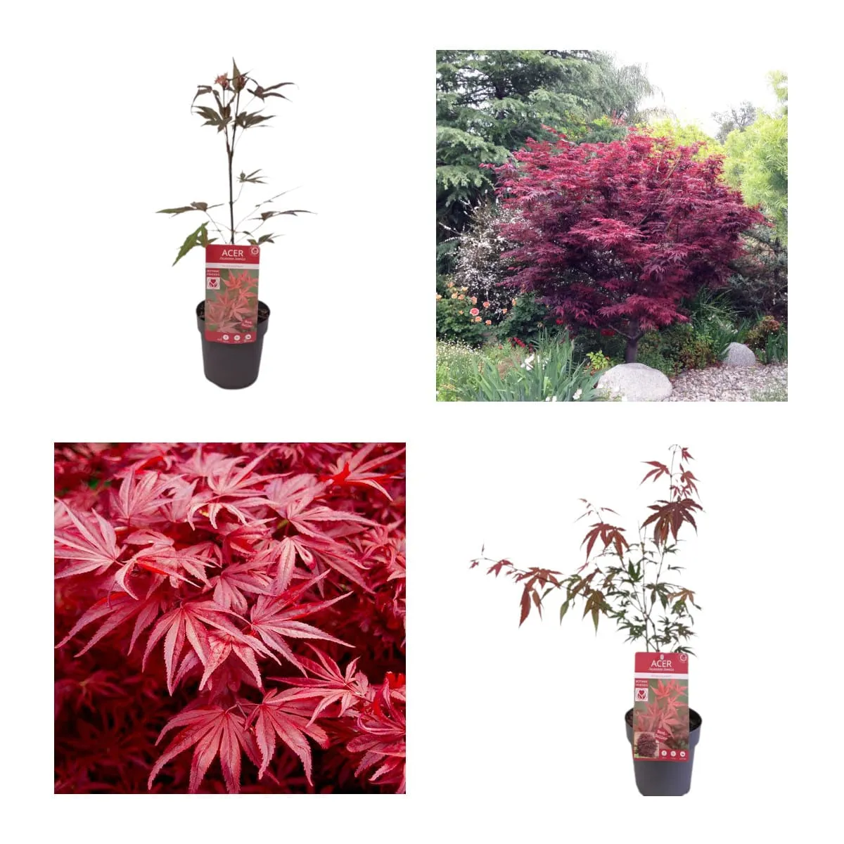ACER PAL. “Atropurpureum” - cover
