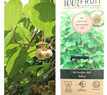 KIWI “Atlas” m.sorta - cover