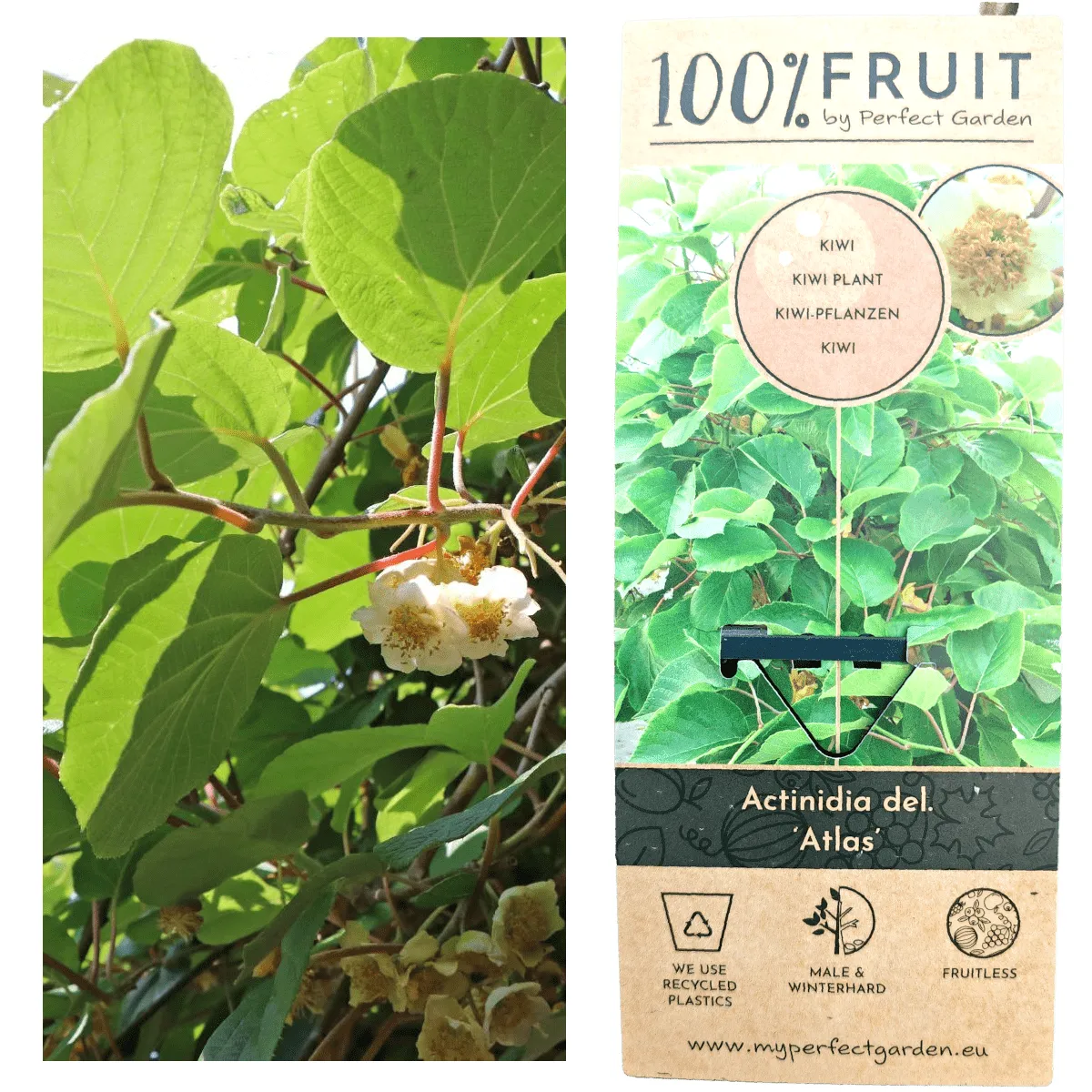 KIWI “Atlas” m.sorta - cover