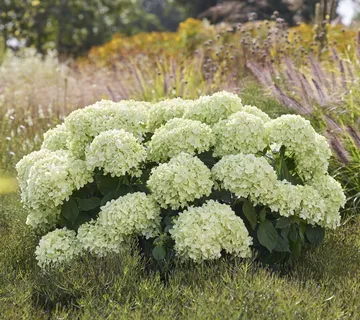 HYDRANGEA P. “Petite Bell” mini hortenzija - cover