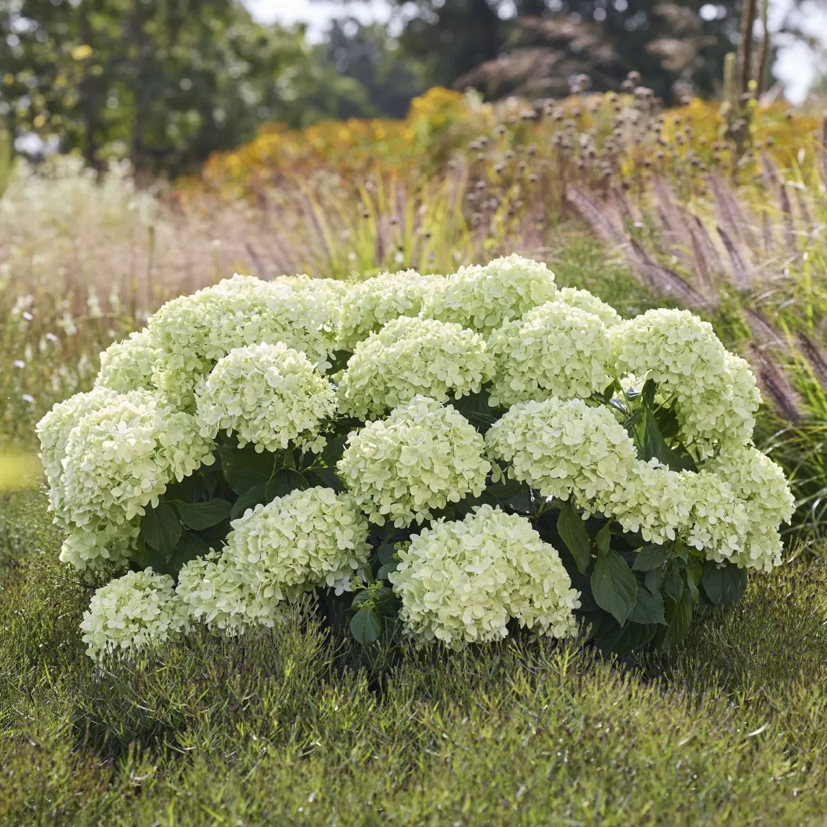 HYDRANGEA P. “Petite Bell” mini hortenzija - cover