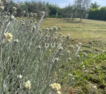 ISTRA, LOBORIKA - Građevinska zemljišta s puno potencijala - Loborika, Marčana