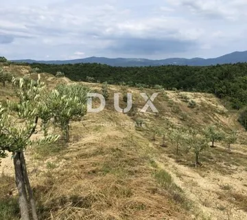 ISTRA, DRAGUĆ – Skriveni maslinarski raj s potencijalom obnove - Draguć, Cerovlje