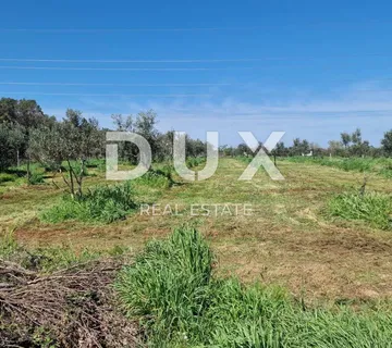 ISTRA, PULA - Prostrani maslinik sa 150 stabala - cover