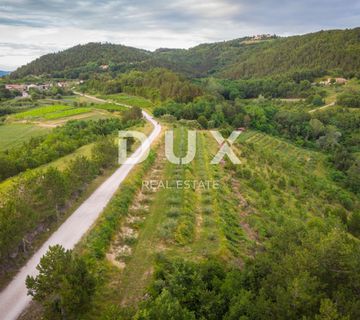 ISTRA, CEROVLJE, GRIMALDA – Maslinik među brežuljcima, 280 stabala na 2,4 ha - cover