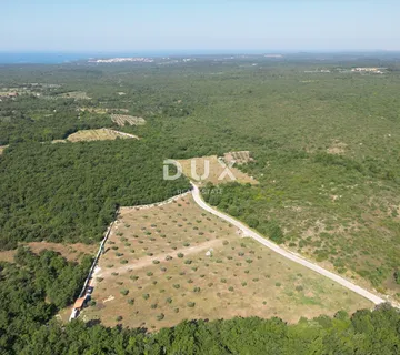 ISTRA, VODNJAN - Autentičan maslinik s dušom - cover