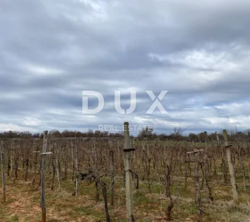 UMAG, OKOLICA - Vinograd, obrađeni, 1912 m2, poljoprivredno zemljište - cover