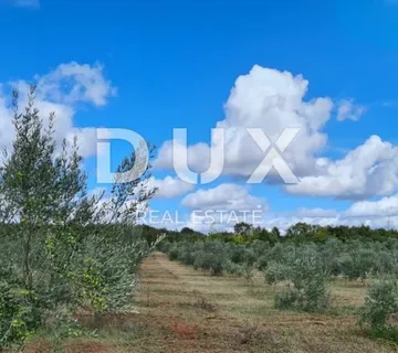 ISTRA, VODNJAN Veliki maslinik s puno potencijala - cover