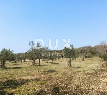 ISTRA, ROVINJ Maslinik s pogledom na more 19 000 m2 - 2 km OD PLAŽE!! - cover