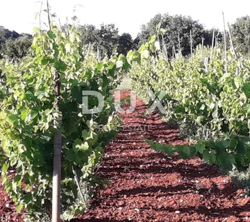 ISTRA, ROVINJ Maslinik, vinograd i voćnjak 1,6 ha - cover
