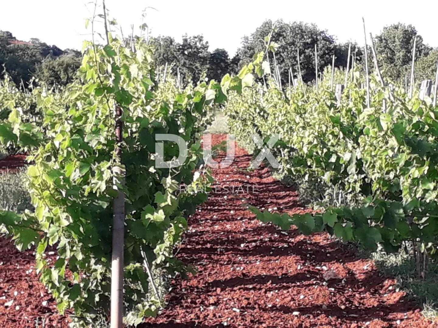 ISTRA, ROVINJ Maslinik, vinograd i voćnjak 1,6 ha - cover