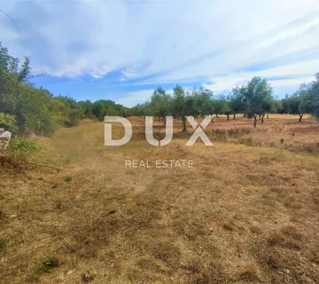 ISTRA, PEROJ - Zemljište s maslinama, 3187 m2 - cover