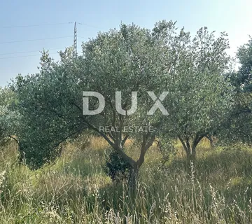 ZADAR, RAŠTANE - Maslinik sa 38 stabla maslina! - cover