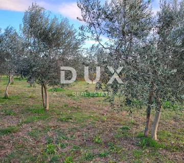 ISTRA, SVETVINČENAT - Maslinik sa 145 maslina - cover